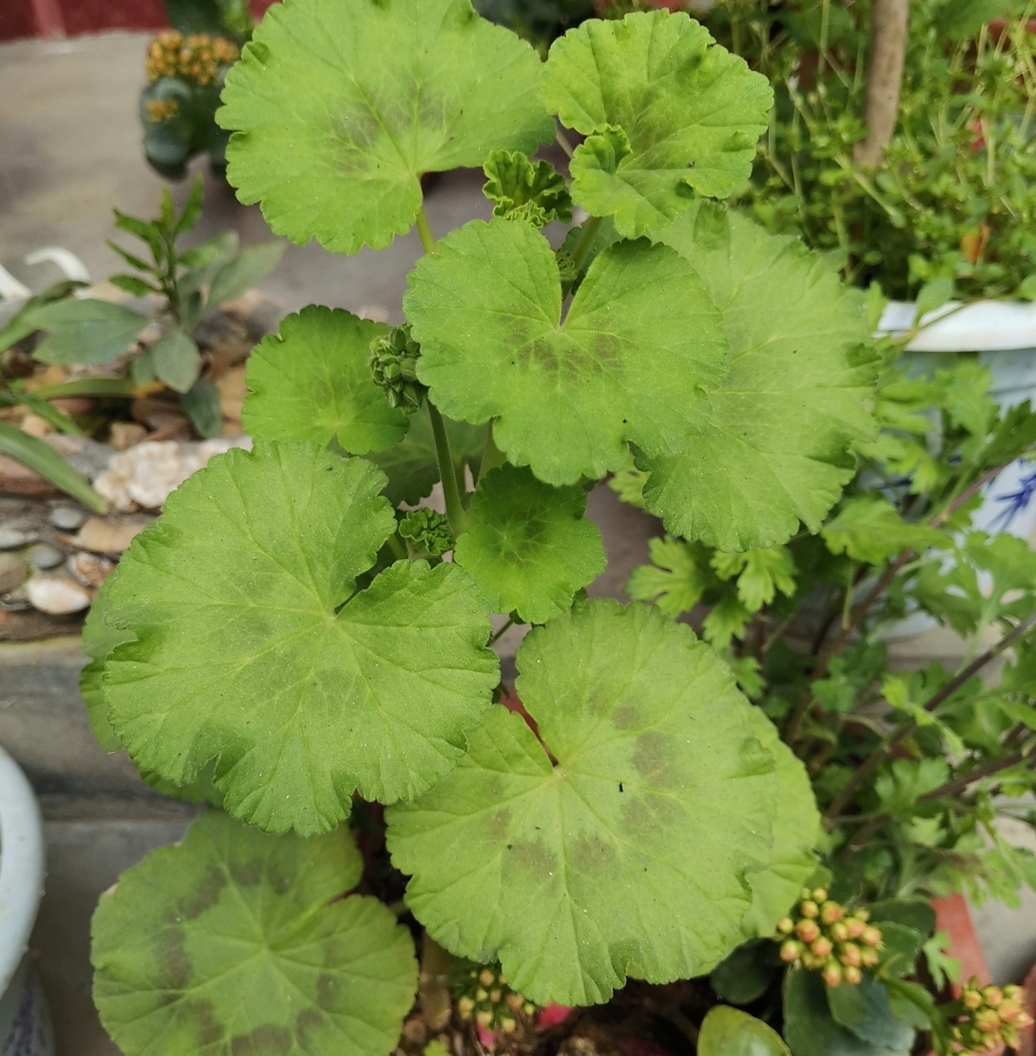 天竺葵苹果碗四季开花吗,天竺葵哪个品种四季开花又好养