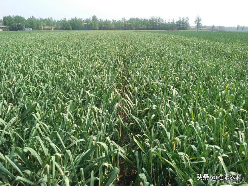 大蒜追肥用3个15的复合肥可以吗,大蒜追肥用尿素还是用硝酸铵钙呢