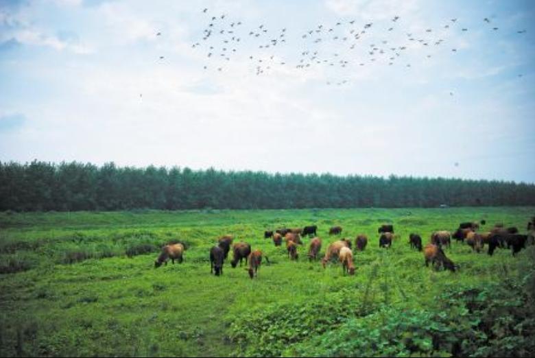 长沙月亮岛现状,长沙月亮岛整改现状