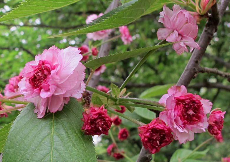 这份全国八大超美赏樱攻略,国内赏樱地盘点图片