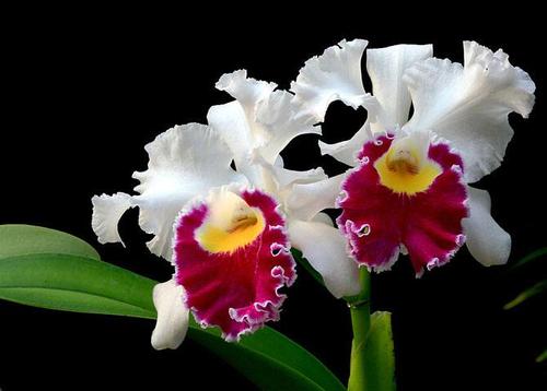 花艺插花常见花名有哪些,鲜花插花的技巧有哪些