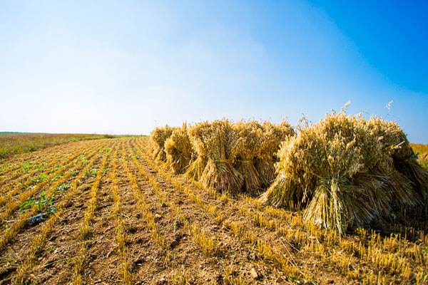 冷暖自知会泽,筇竹寺故事