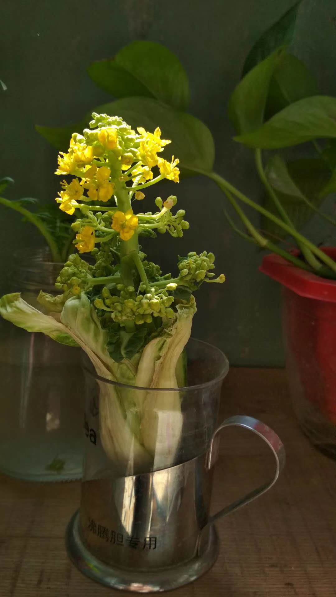 春日里的阳台书房