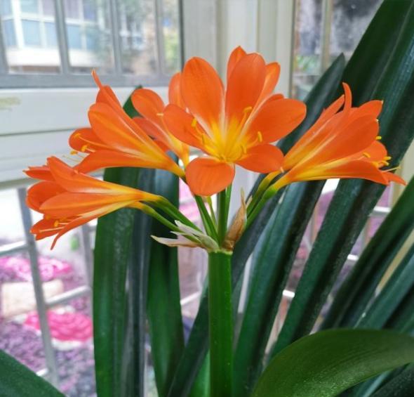 君子兰第一次夹箭下次还会开花吗,君子兰刚冒花苞一厘米怎么养护