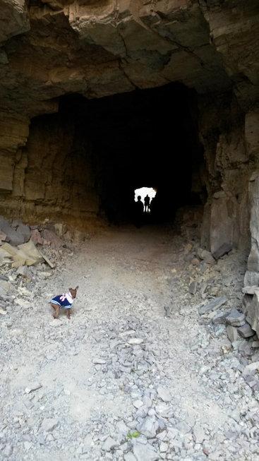 伸舌头的小鹿犬,爱洗澡的小鹿犬