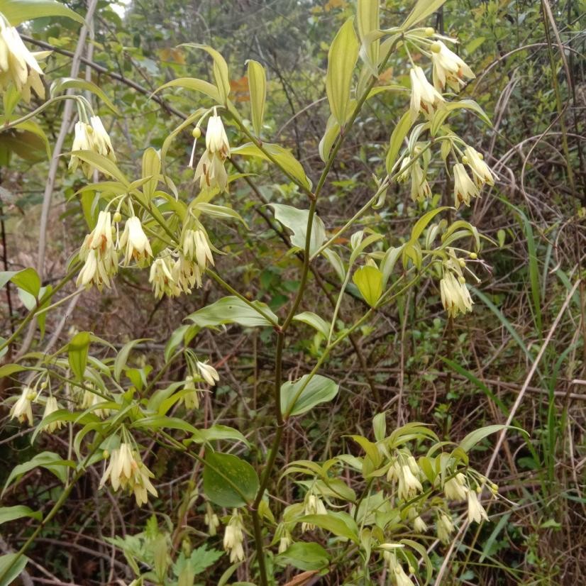 贵州百灵咳立停糖浆主要治疗什么,贵州百灵药业止咳糖浆