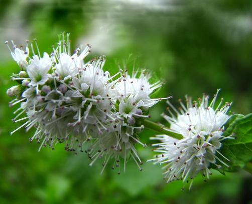 陌上薄荷沁野香,采叶为茶,串花叠韵