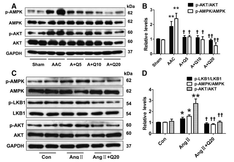 槲皮素对治疗肺部疾病有效果吗,槲皮素的抗炎免疫及部分机制研究