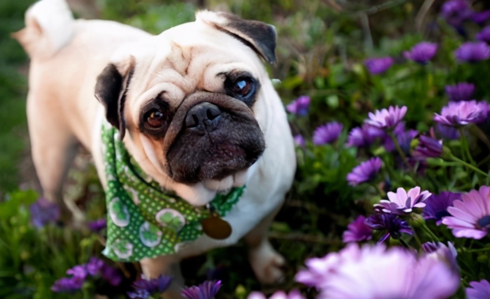 巴哥犬纯不纯怎么分辨,巴哥犬纯种与不纯区别在哪儿
