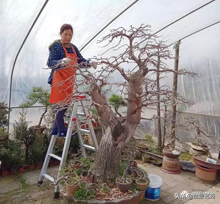 山东盆景艺术大师王桂华,金艳盆景精品欣赏