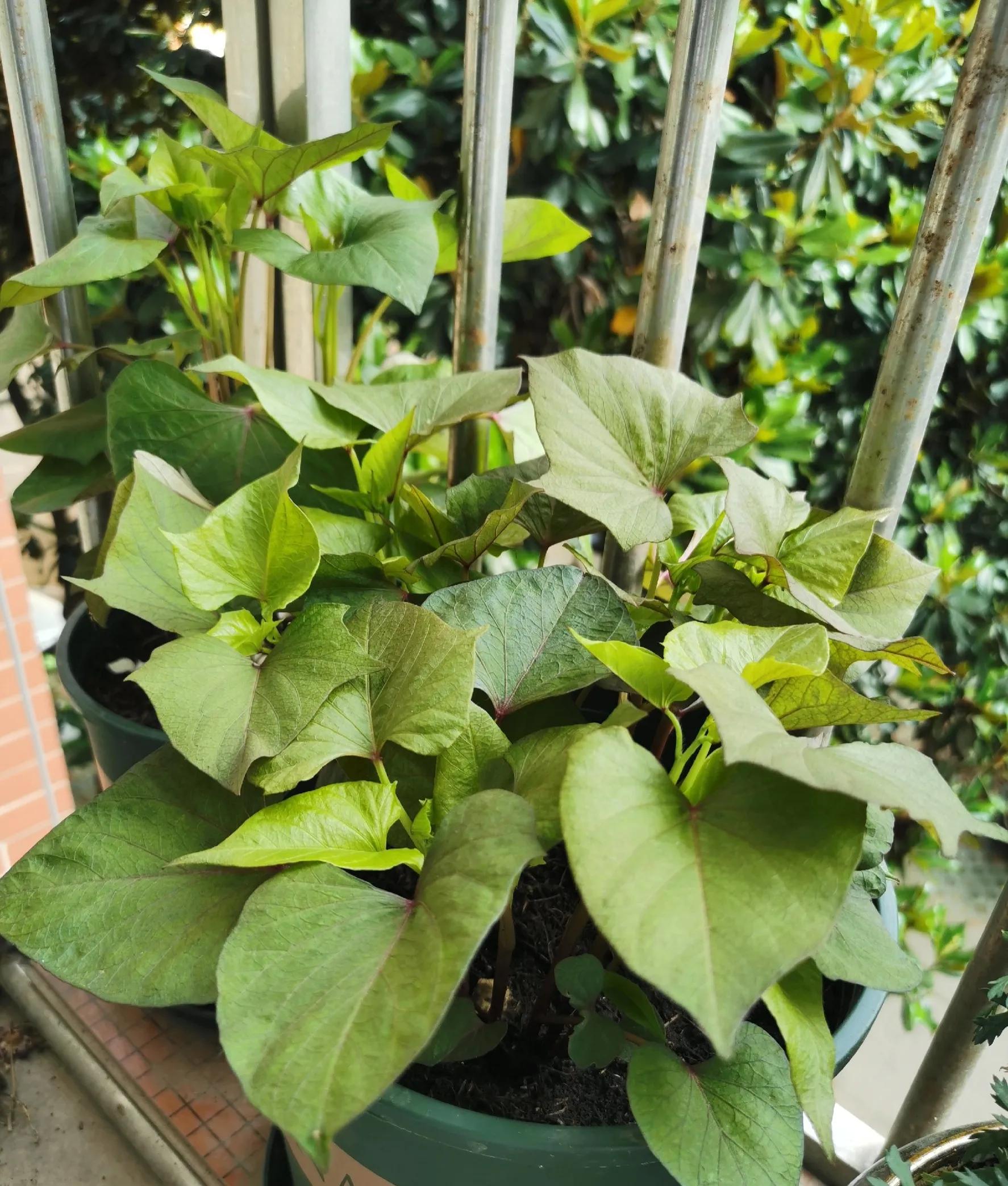 家里红薯发芽了运气好吗,家里的红薯发芽了