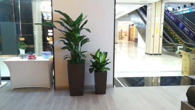 室内适合养这6种花草,9种高级绿植