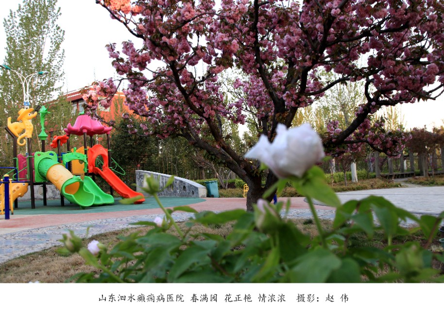 山东泗水癫痫病医院花香四季情暖人间——赵伟摄影、撰文