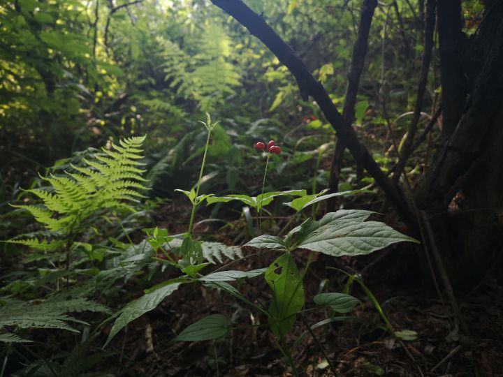 人吸收天地精华的最佳方法,人参果吸取天地之灵气
