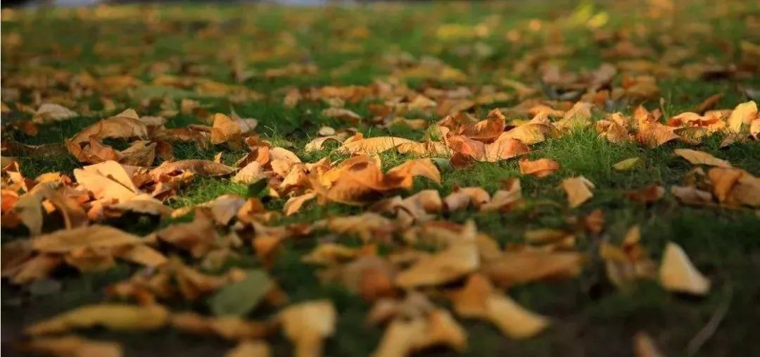 草坪一年四季如何养护,草坪休眠期管理方案