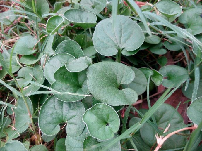 像马蹄金一样的草是什么草,这种草很珍贵堪称宝物却是白菜价