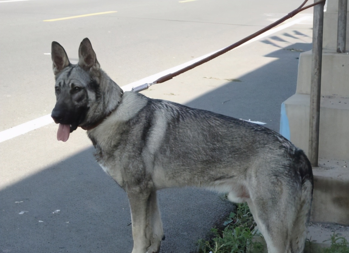 建议穷人养的10种狗田园犬,中华田园犬vs外国狗