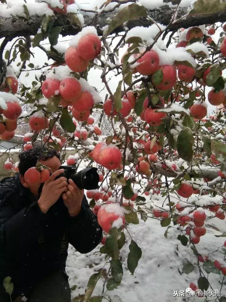雪中的洛川红富士苹果,雪中的红苹果