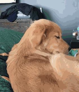 狗的爪子代表什么,关于狗爪的10个小知识