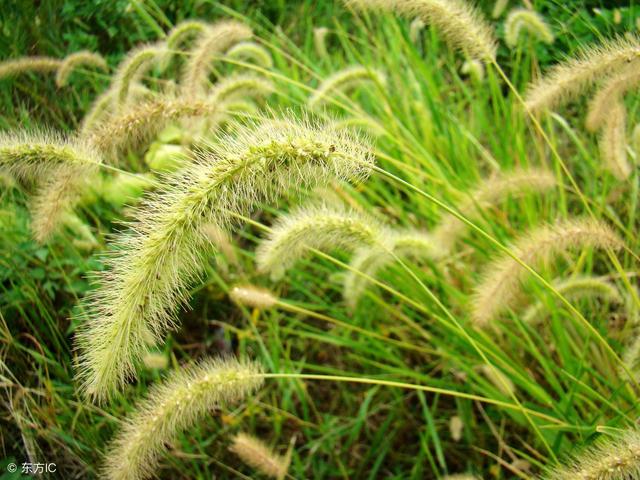 月夜杜甫古诗视频大全,月夜古诗朗诵视频播放