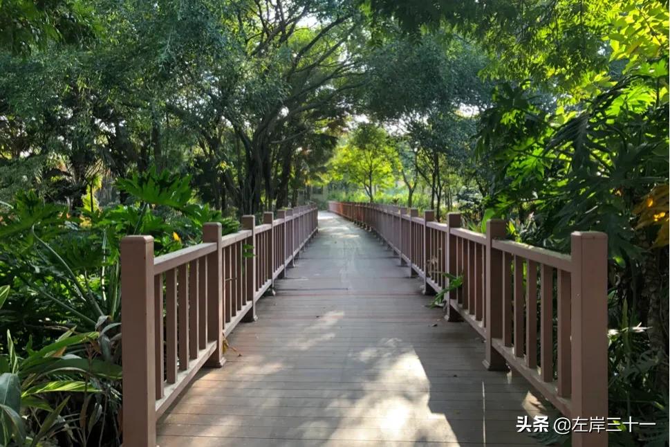 东莞湿地生态修复处理后效果,东莞生态园中央水系