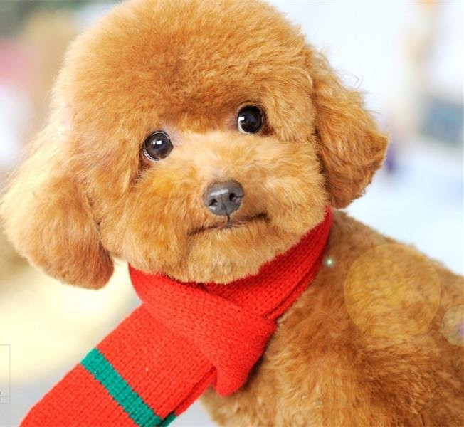 想养泰迪这6个缺点你可得想好了,怎么样来把泰迪养的又乖又漂亮呢