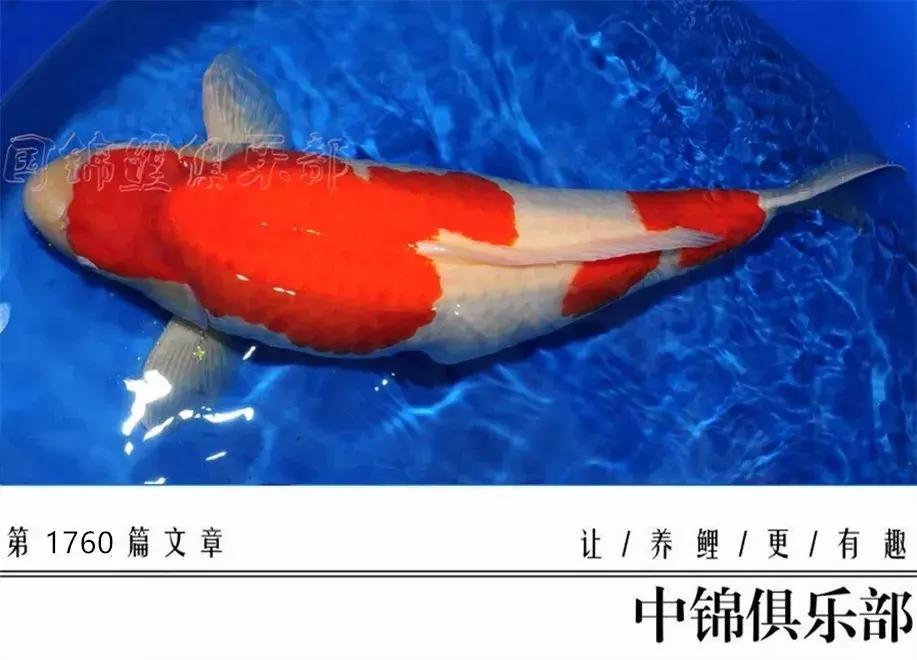 閿﹂菠鍠傞杩囧鏈変粈涔堢棁鐘跺悧,鏃ユ湰閿﹂菠鎬庝箞鍠傞