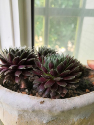 从鼻屎苗到老桩，时光里的蜕变