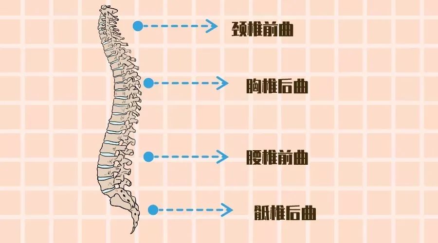 7-12岁适合乳胶枕还是荞麦枕,羽绒枕头和荞麦枕哪个好