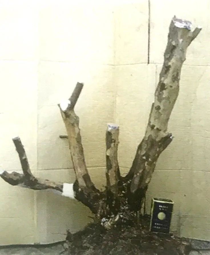 雀梅老桩盆景的造型,雀梅盆景树桩大全