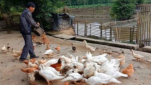 农民靠种地可以做什么工作,回家种地做什么副业好赚钱