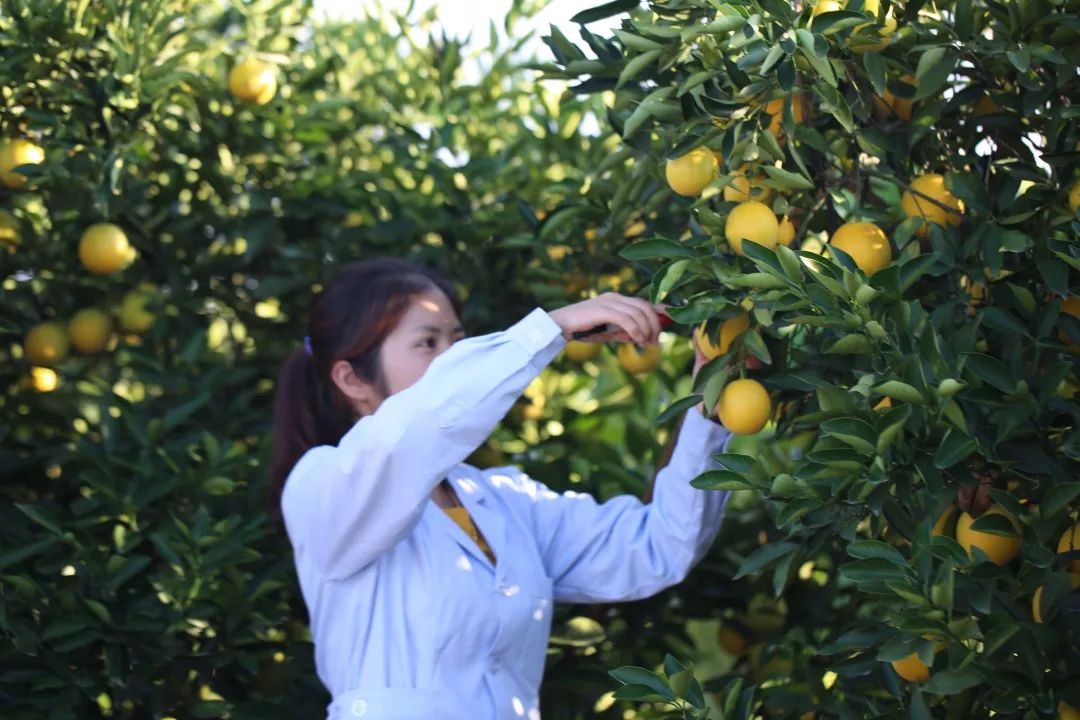 褚橙怎么样值得买吗,褚橙在哪买