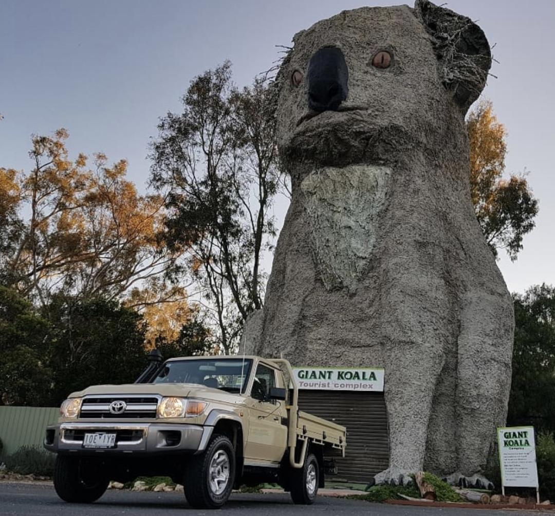 看了就想抱！这些“萌宠”温柔世界