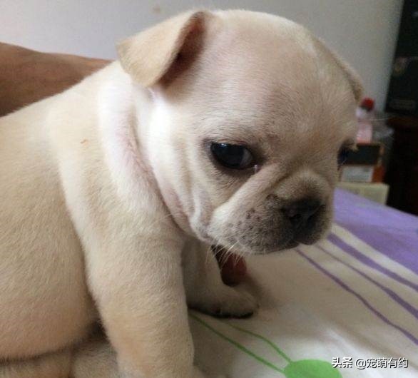 法国斗牛犬夏天该睡什么狗窝,法国斗牛犬夏天防中暑宝典