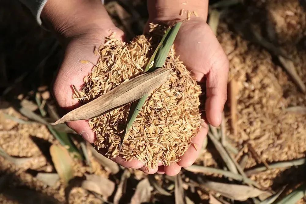 舌尖上的珍味春笋,舌尖上的春笋完整视频