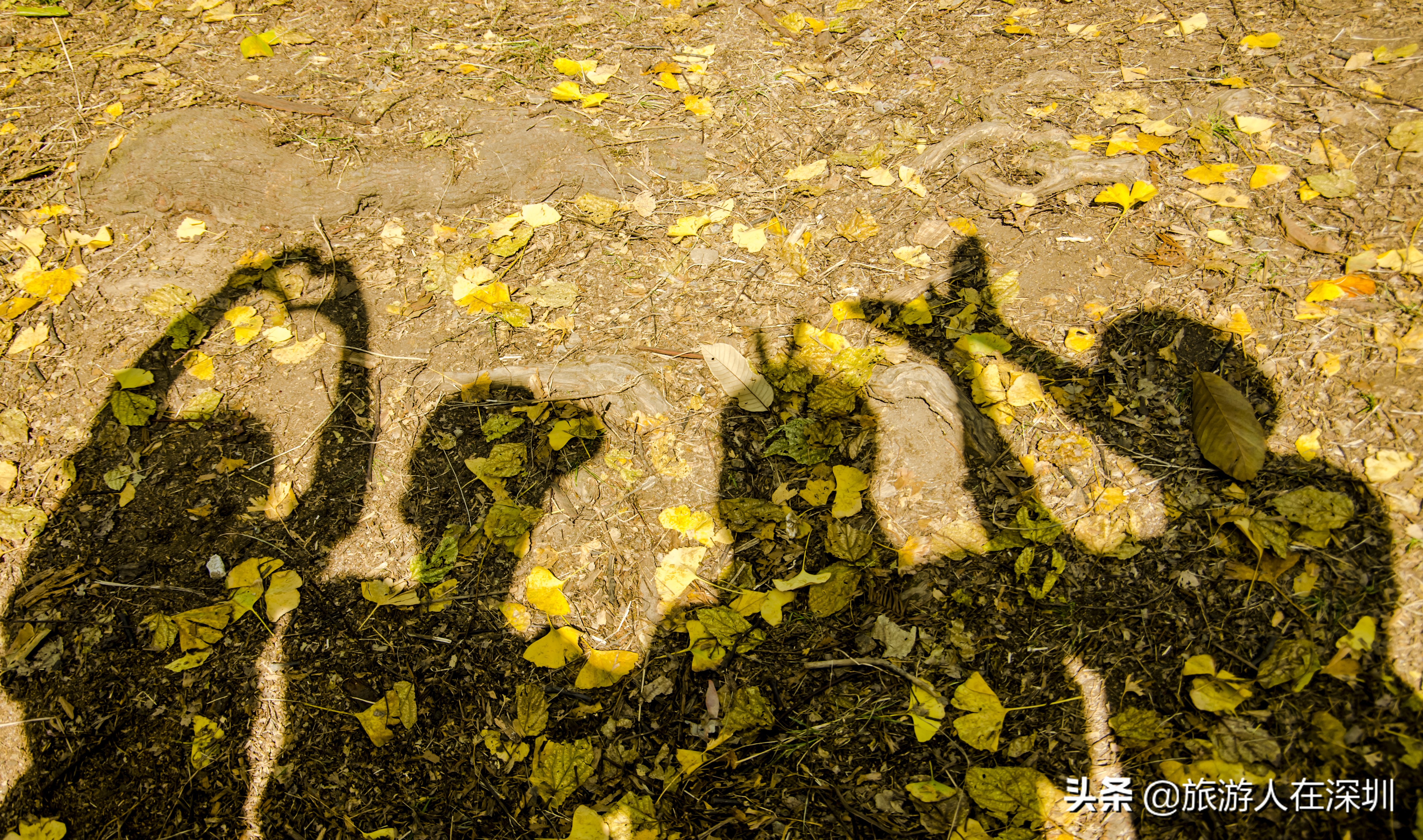 南雄看银杏一日游,去南雄看银杏叶哪里好看点