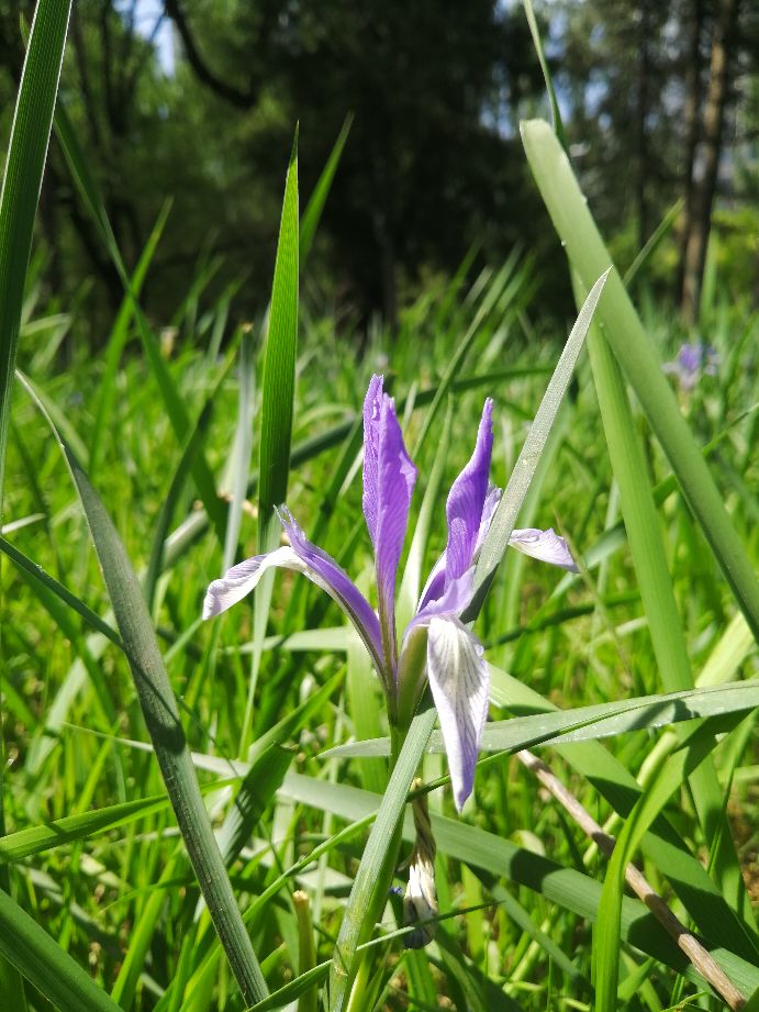 自然写作素材,草木恩典主题思想
