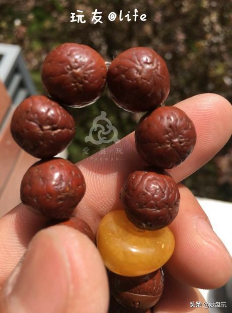 放了2年的凤眼,翻出来,虫子能组一个篮球队了