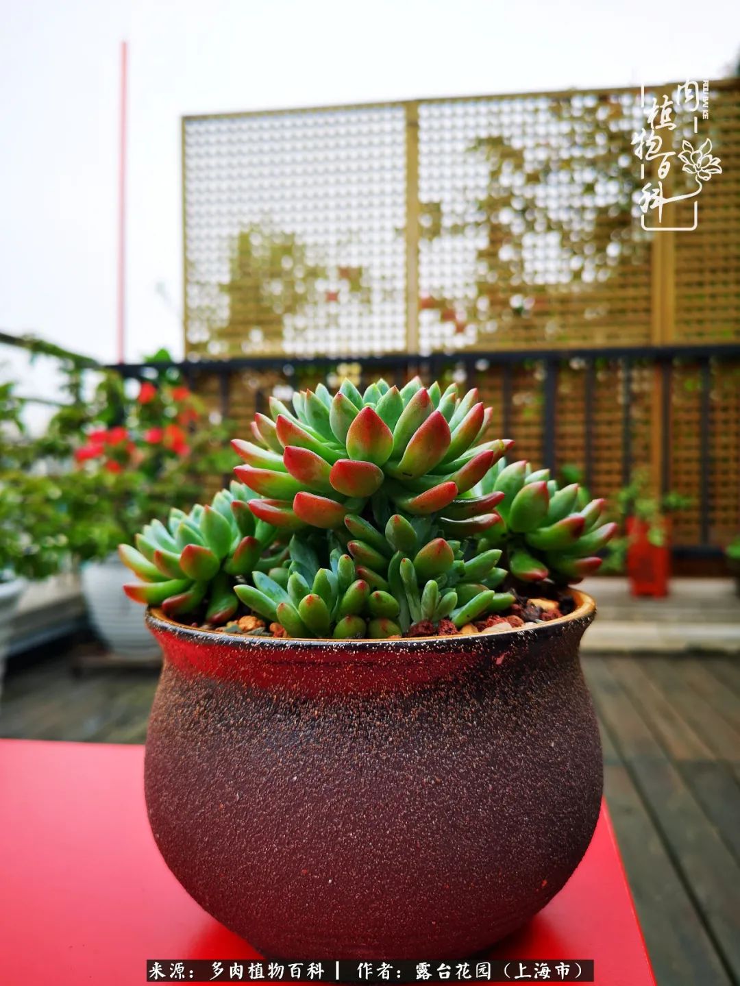 这6种多肉又粉又可爱萌翻少女心,粉粉萌萌的多肉有哪些