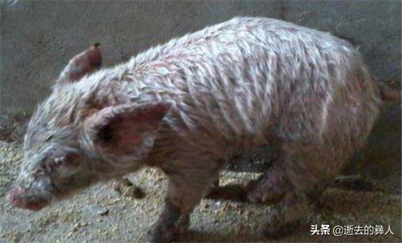 小猪渗出性皮炎怎么预防,仔猪渗透性皮炎治疗方法