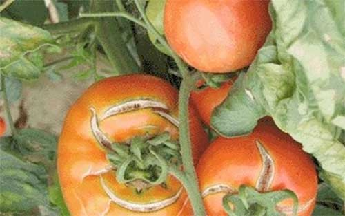 硼肥保花保果么,硼肥是肥料的一种