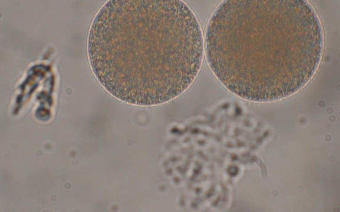 母猫为啥受孕后会攻击公猫,母猫为什么会转头攻击雄性