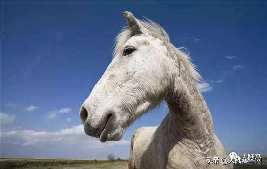 马的致死疾病,马终身得一次病