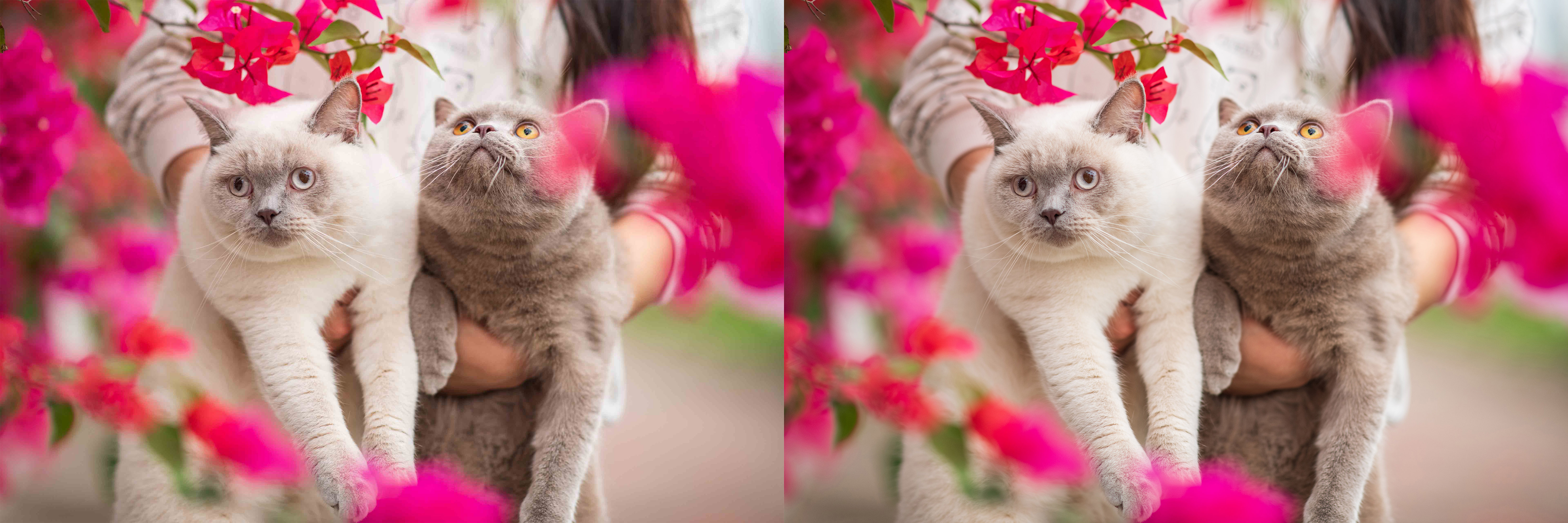 剪映如何批量处理照片,图片社批量处理照片方法