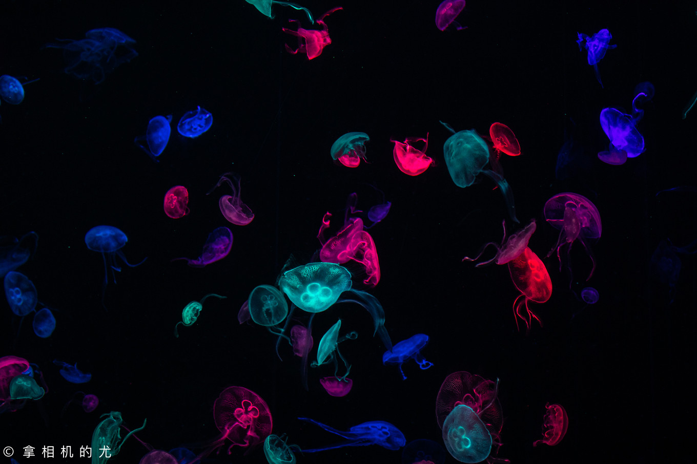 珠海横琴长隆海洋王国游玩全攻略,珠海长隆海洋王国跟香港海洋公园