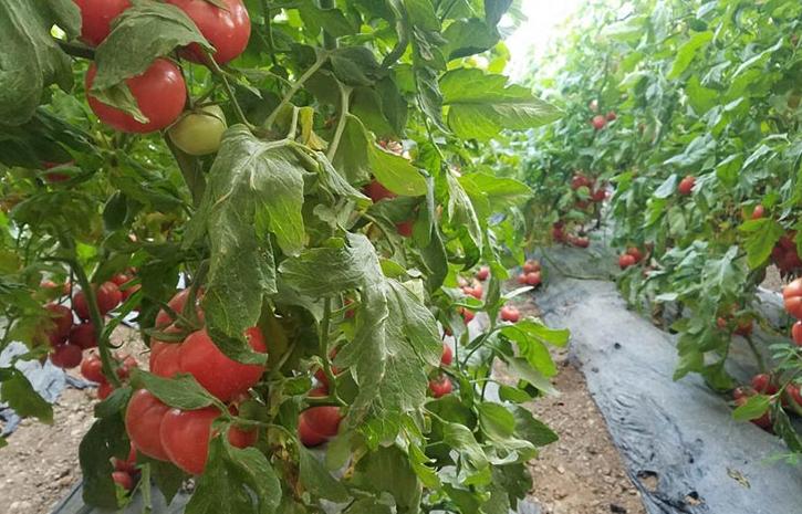 农产品市场调节滞后？看5G优选如何解决痛点助农户实现高效卖货