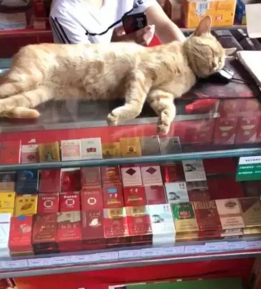 香港这家便利店的店长,靠着腮帮子走红了