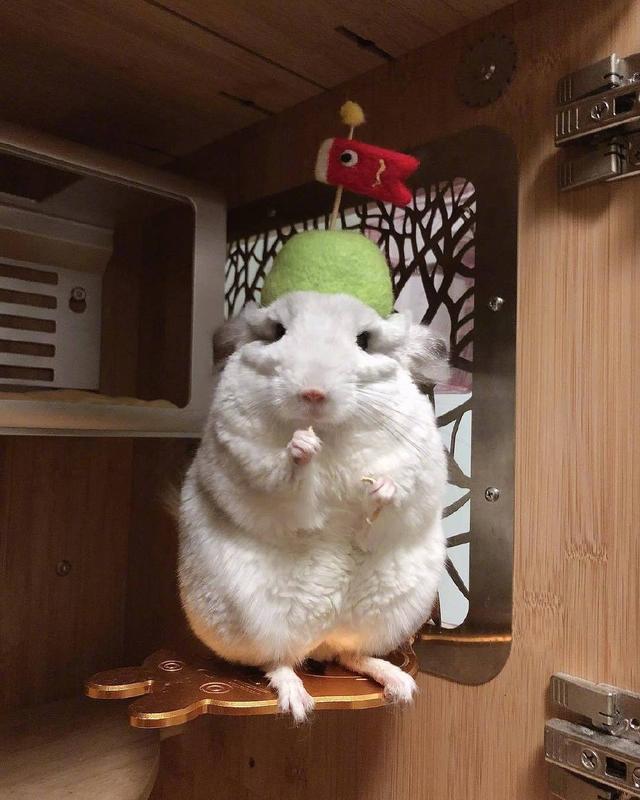 龙猫异宠,你所不知道的二次元小说