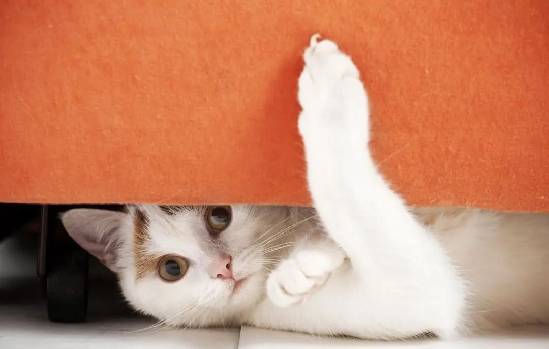 猫咪喜欢半夜睡在你身上的原因,猫咪喜欢半夜叫门