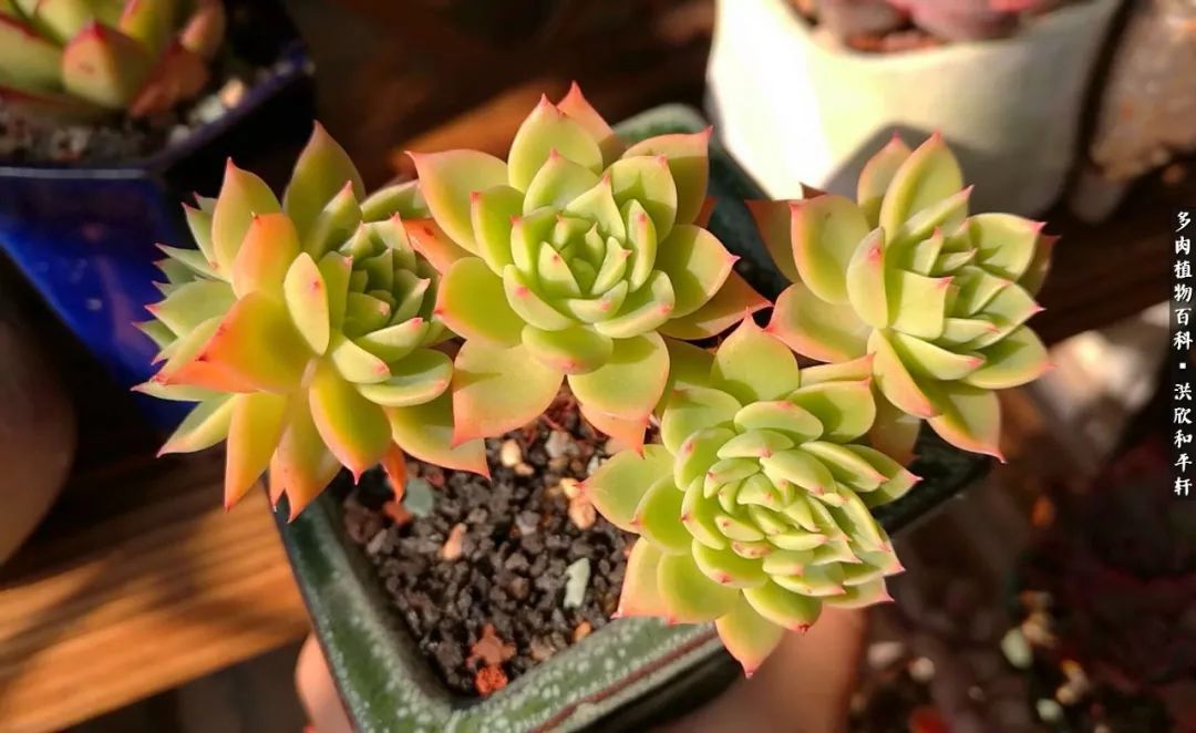 多肉的四季轮回,四季轮回多肉